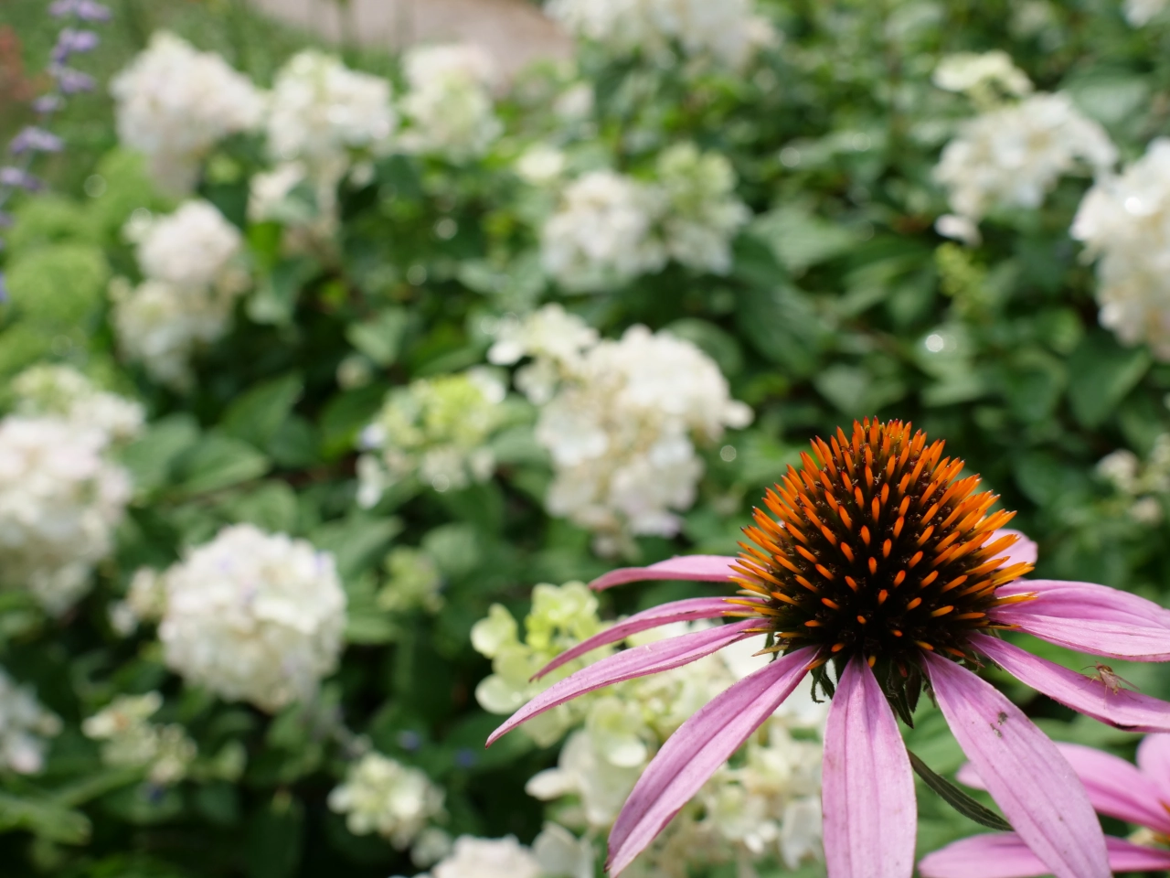 A purple coneflower is in sharp focus in front of a hydrangea, which is just starting to show pink in the white petals.